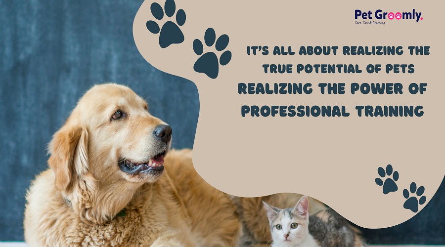 It’s All About Realizing the True Potential of Pets: Realizing the Power of Professional Training